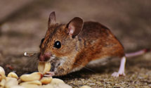 24 Hour & Emergency Exterminators in Elk Park, NC
